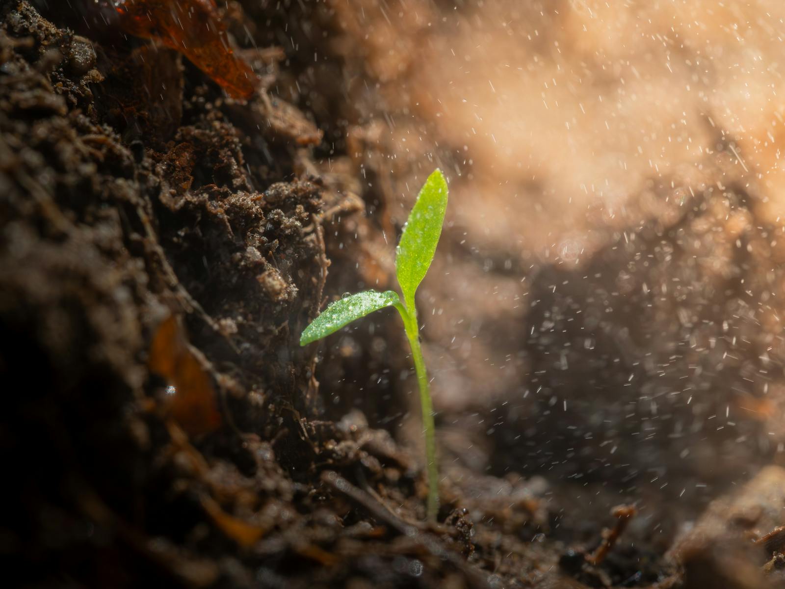 Young seedling emerging from the soil